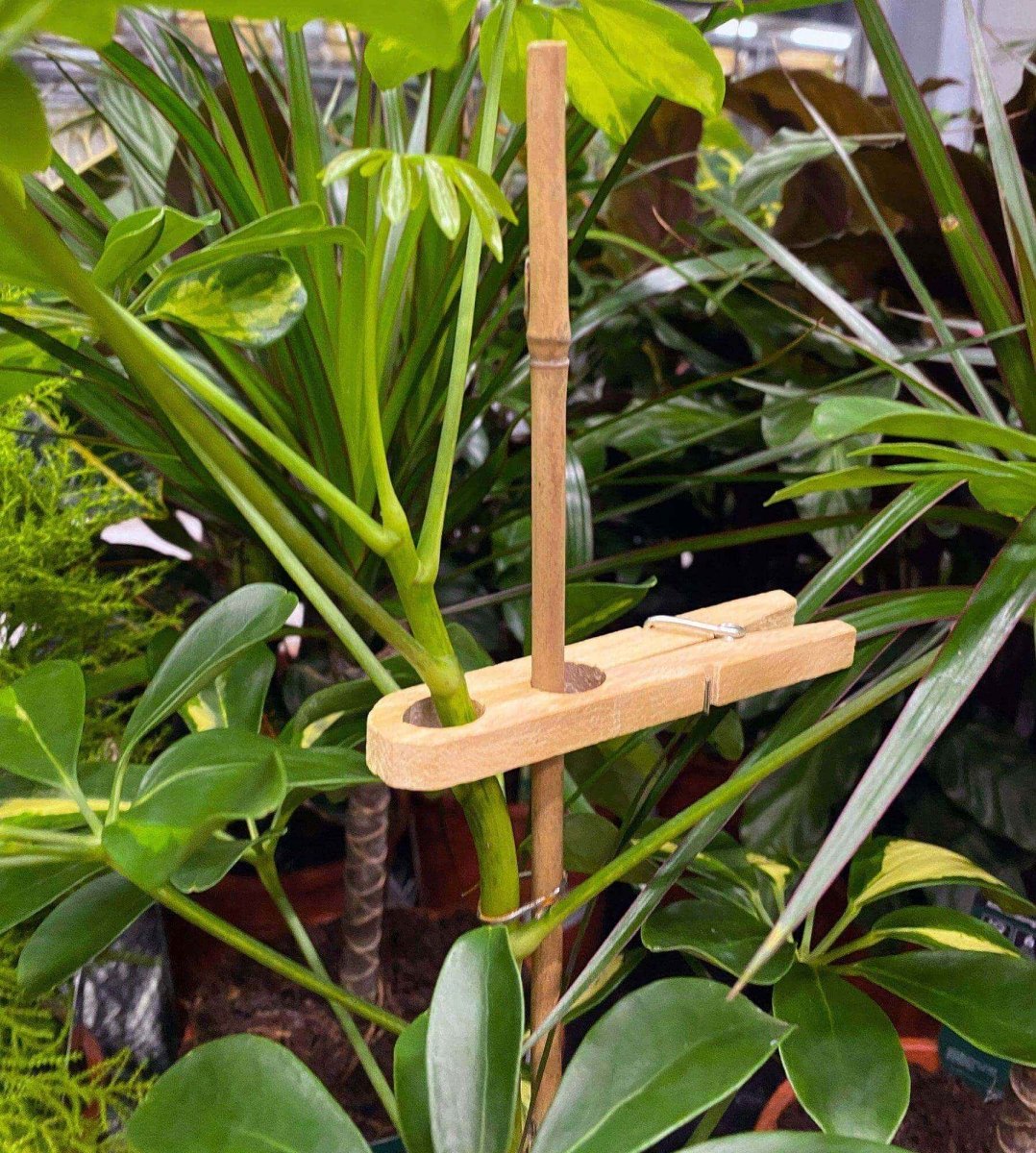 Wäscheklammern »Pflanzenklammer 50er Set« - SOHFAHaushalt