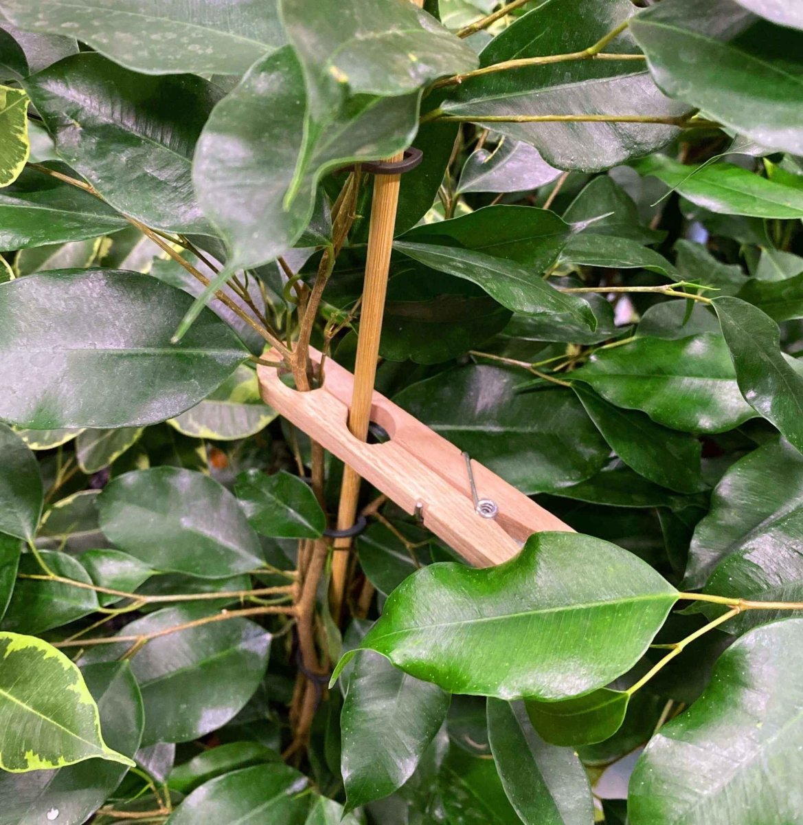 Wäscheklammern »Pflanzenklammer 50er Set« - SOHFAHaushalt